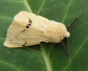 Buff Ermine - photo 3