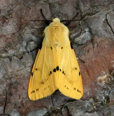 Buff Ermine - photo 4