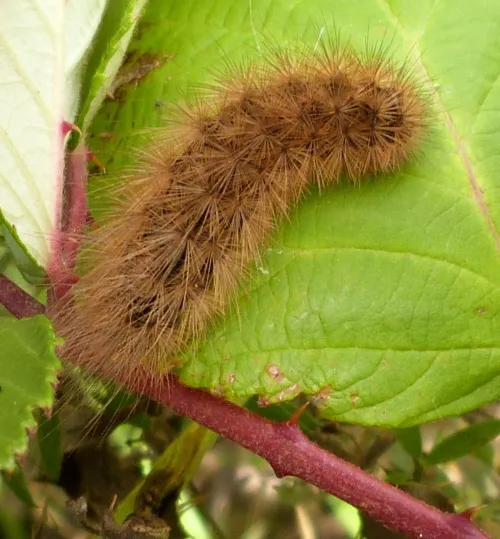 Buff Ermine - photo 5