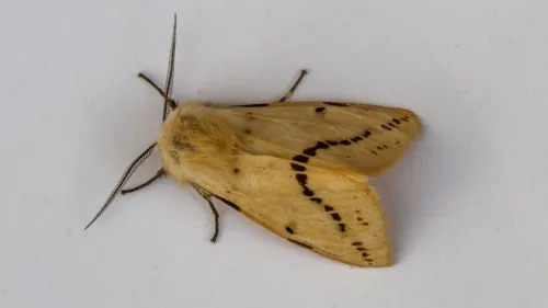 Buff Ermine - photo 8