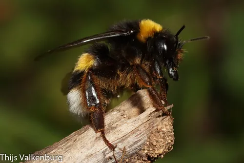 Buff-tailed Bumblebee