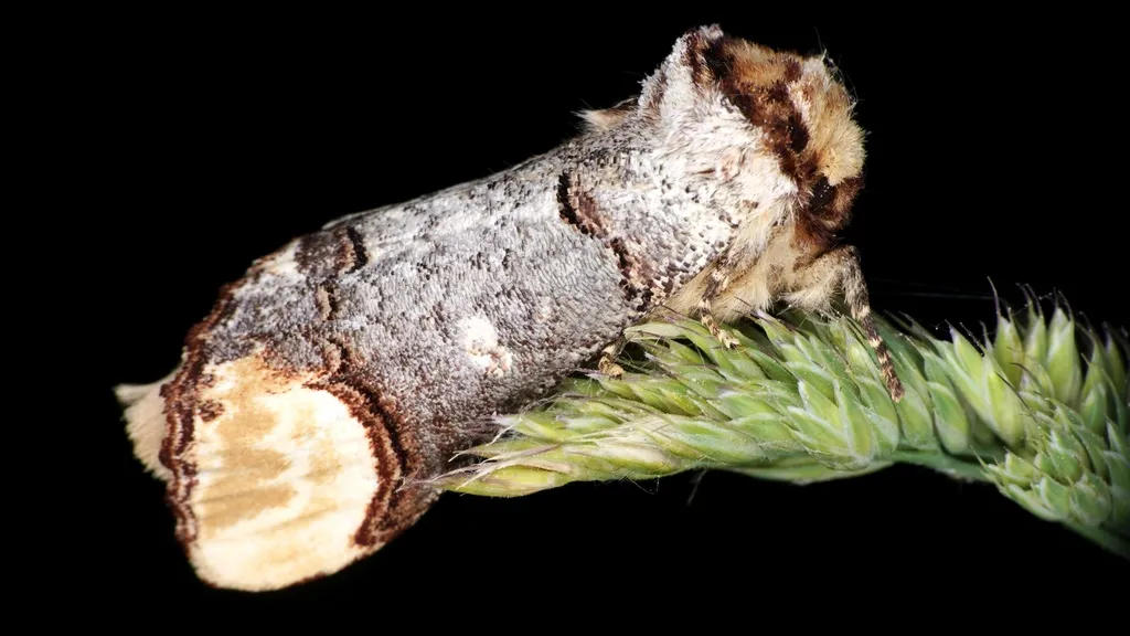Buff-tip - photo 2