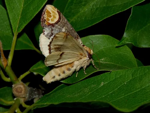 Buff-tip - photo 5