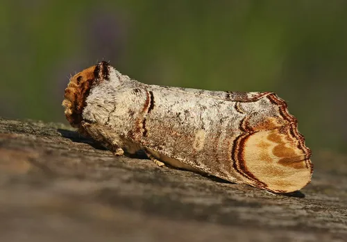 Buff-tip - photo 6