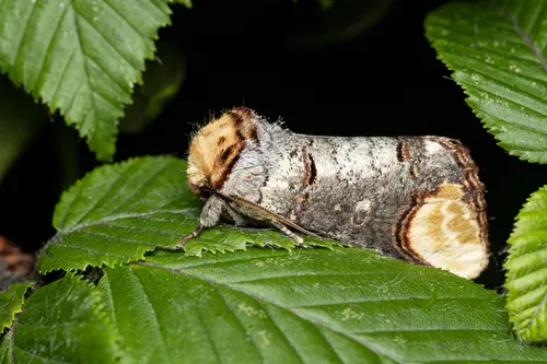 Buff-tip - photo 8