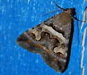 Bulia deducta - Hodges#8614 - photo 2
