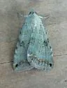 Bulia deducta - Hodges#8614 - photo 3