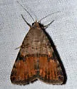 Bulia deducta - Hodges#8614 - photo 4