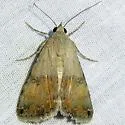 Bulia deducta - Hodges#8614 - photo 5