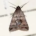 Bulia similaris - Hodges#8615
