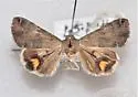 Bulia similaris - Hodges#8615 - photo 2