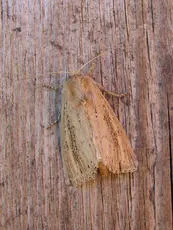 Bulrush Wainscot - photo 2