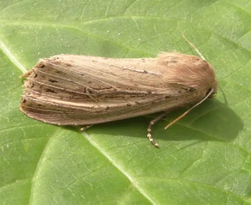 Bulrush Wainscot - photo 3