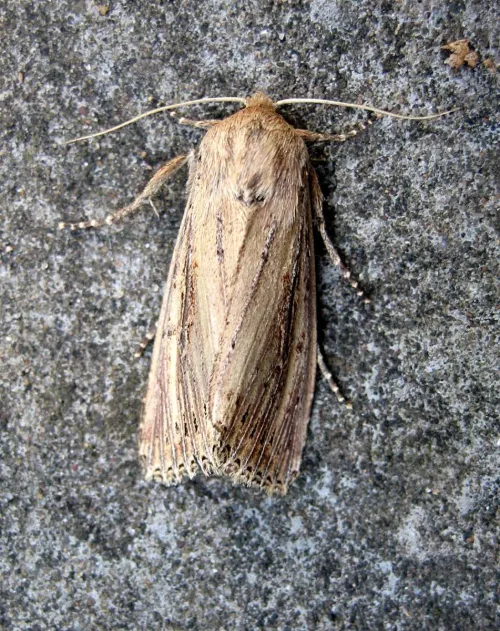 Bulrush Wainscot - photo 4