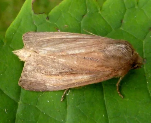 Bulrush Wainscot - photo 5
