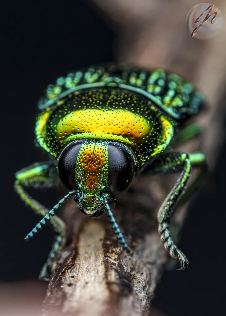 Metallic Wood-boring Beetles - photo 3