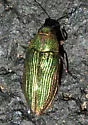 Buprestis adjecta - photo 2