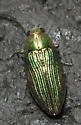 Buprestis adjecta - photo 3