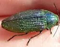 Buprestis adjecta - photo 4