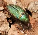 Buprestis adjecta - photo 5