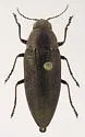 Buprestis apricans