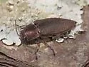 Buprestis apricans - photo 3