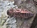 Buprestis apricans - photo 4