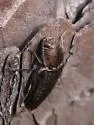 Buprestis apricans - photo 5