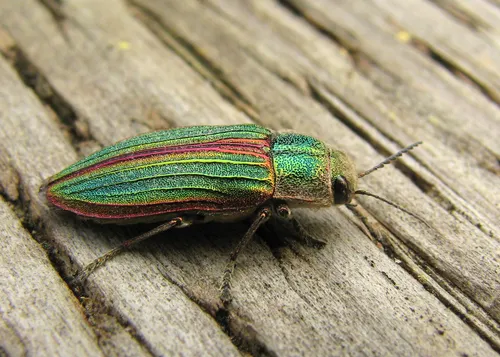 Golden Buprestid