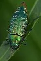 Buprestis confluenta - photo 2