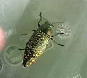 Buprestis confluenta - photo 3