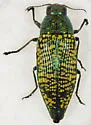 Buprestis confluenta - photo 4