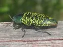 Buprestis confluenta - photo 5