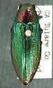 Buprestis connexa
