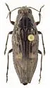 Buprestis consularis