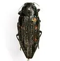Buprestis consularis - photo 4