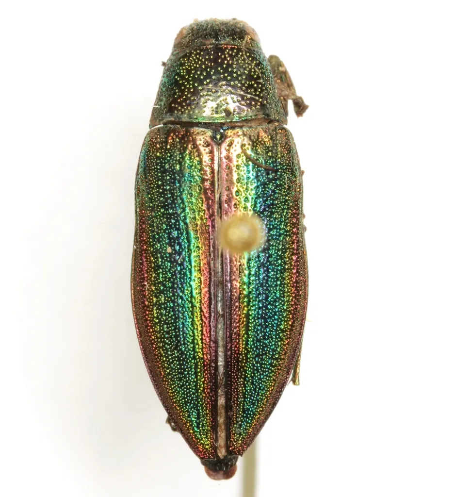 Buprestis decora - photo 2