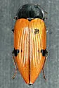 Buprestis fremontiae