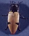 Buprestis fremontiae - photo 3