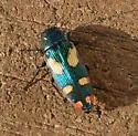Buprestis gibbsii