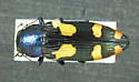Buprestis gibbsii - photo 2