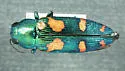 Buprestis gibbsii - photo 3