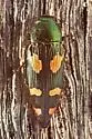 Buprestis gibbsii - photo 4
