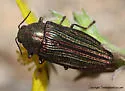 Buprestis intricata