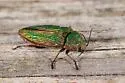 Buprestis intricata - photo 2