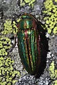 Buprestis intricata - photo 3