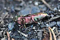 Buprestis intricata - photo 4