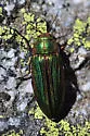Buprestis intricata - photo 5