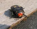Buprestis laeviventris - photo 2