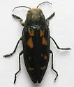 Buprestis laeviventris - photo 3